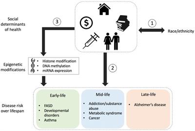 Understanding the Interplay Between Health Disparities and Epigenomics